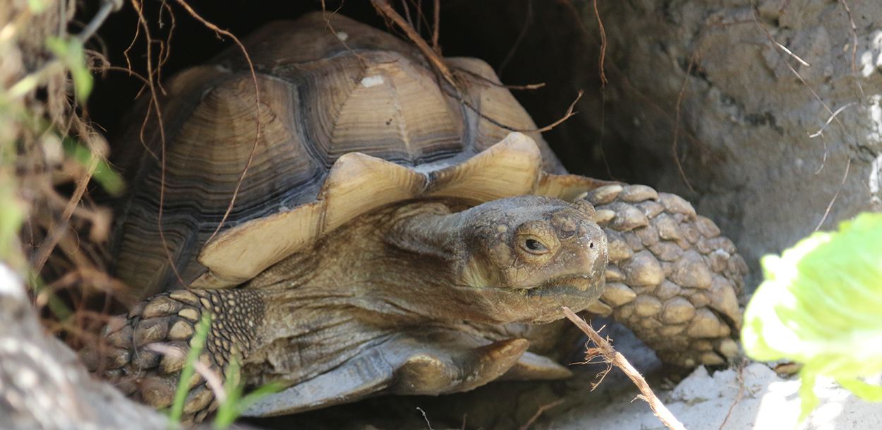 Tampa Bay tortoise on the run since June, still missing